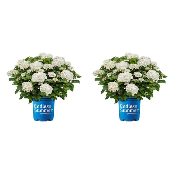 1.0 GL Hydrangea Endless Summer 'Deam Cloud' Perennial Plant with White Flowers (2-Pack)