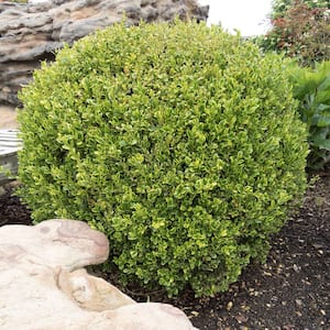 1 Gal. Goldentip Boxwood Shrub Goldensplashed Foliage Further Brightens a Colorful Evergreen Classic