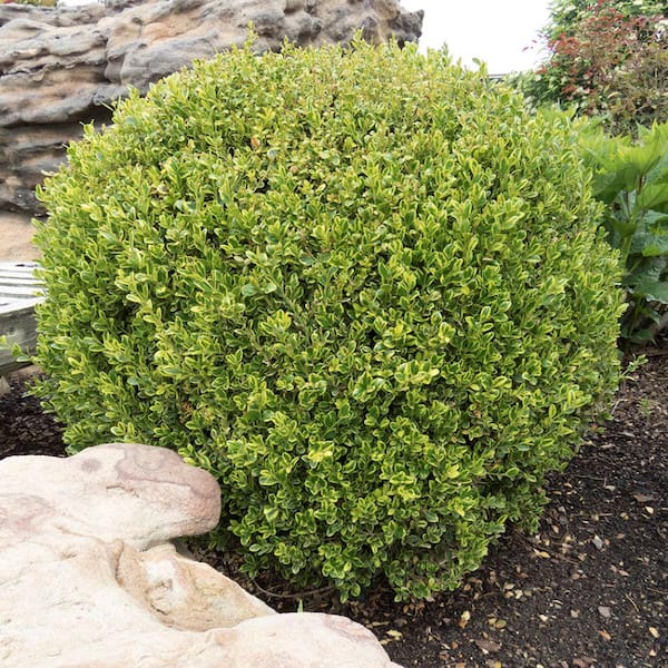 Online Orchards 1 Gal. Goldentip Boxwood Shrub Goldensplashed Foliage Further Brightens a Colorful Evergreen Classic