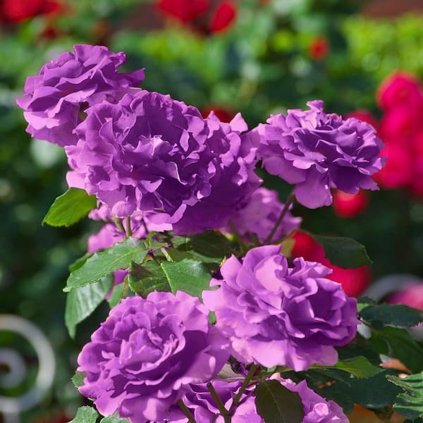 national PLANT NETWORK Bare Root Angel Face Rose with Purple