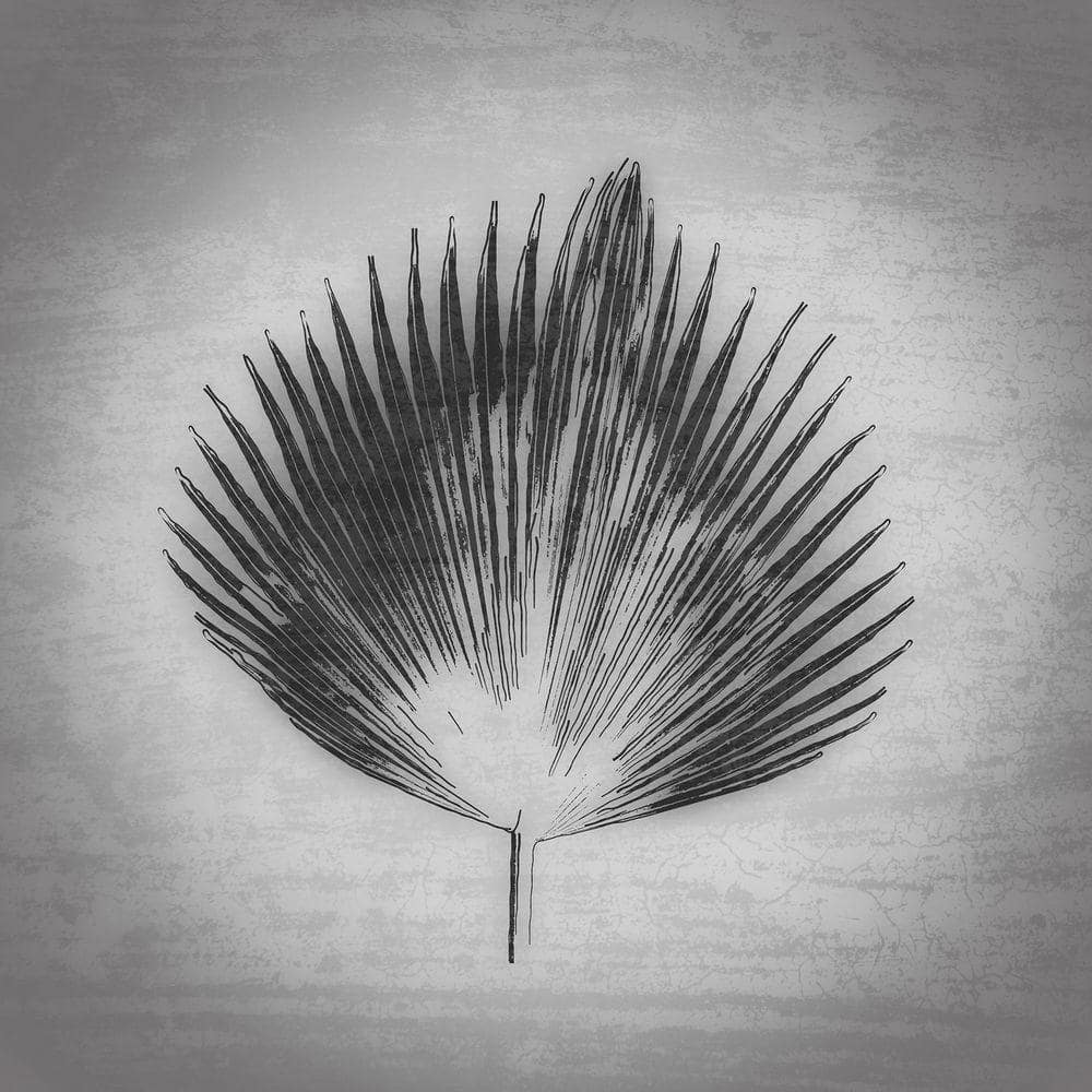 Palm Frond Line Art by Grotto Studios Unframed Graphic Print Poster Art Print 20 in. x 20 in. price history on PriceWatchPro