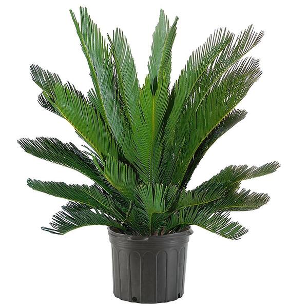 10 in. Sago Palm Tree with Feathery Bright Green Foliage 15520 - The Home  Depot