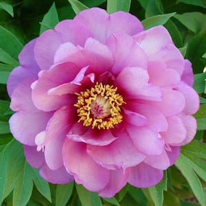 4 in. Pot Yankee Doodle Dandy Itoh Peony Live Perennial Plant
