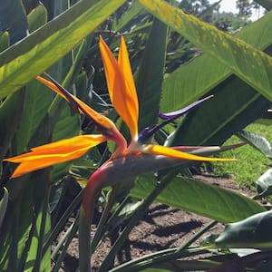 Bird of Paradise (Strelitzia) Plant With Orange Flowers in 10 in. Pot