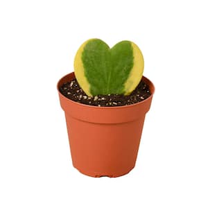 Sweetheart Variegated (Hoya) Plant in 4 in. Grower Pot