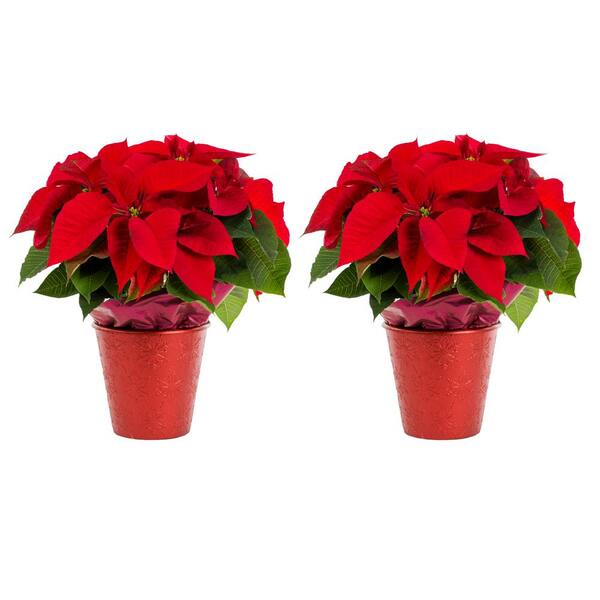 METROLINA GREENHOUSES Premium Shimmer Series Live Red Poinsettia Plant Duo (2-Pack)