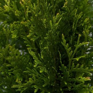 2.5 Gal - Green Giant Arborvitae (Thuja) Tree/Shrub with Fast-Growing Evergreen Foliage, 30 Plus in. Tall