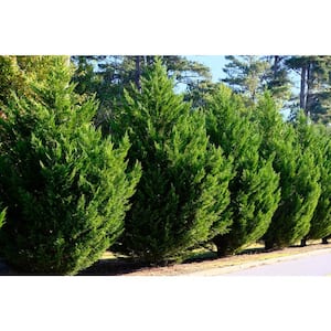 5 Gal. Leyland Cypress Live Evergreen Tree with Green Foliage (1-Pack)