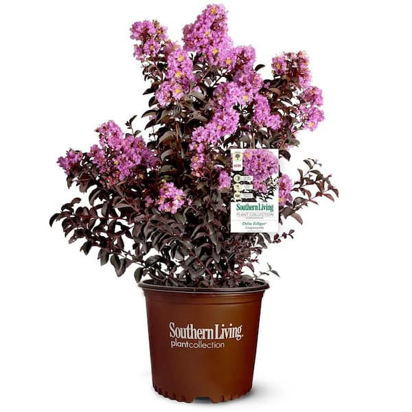 SOUTHERN LIVING 2 Gal. Delta Eclipse Crape Myrtle, Live Deciduous Shrub/Tree, Burgundy Foliage, Lavender Blooming