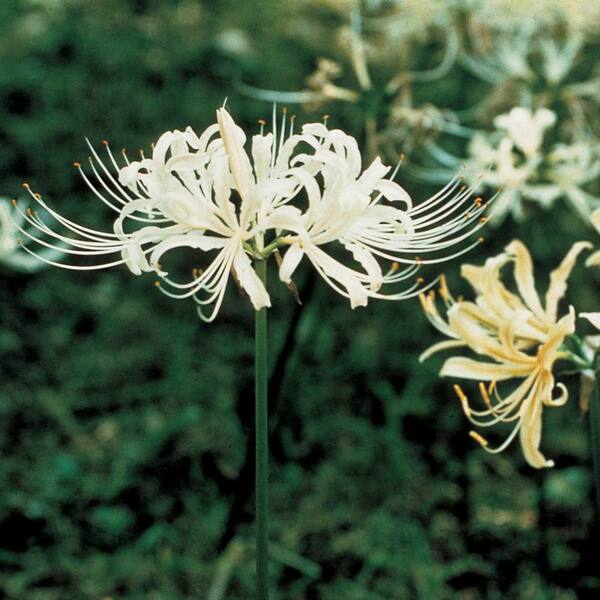 Breck's White Spider Lily (Lycoris) Bulbs (5-Pack)