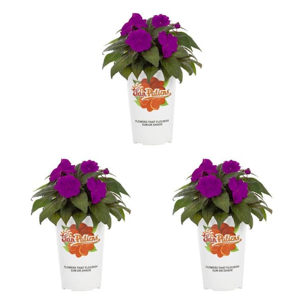 SunPatiens 2 Qt. Compact Purple SunPatiens Impatiens Outdoor Annual ...