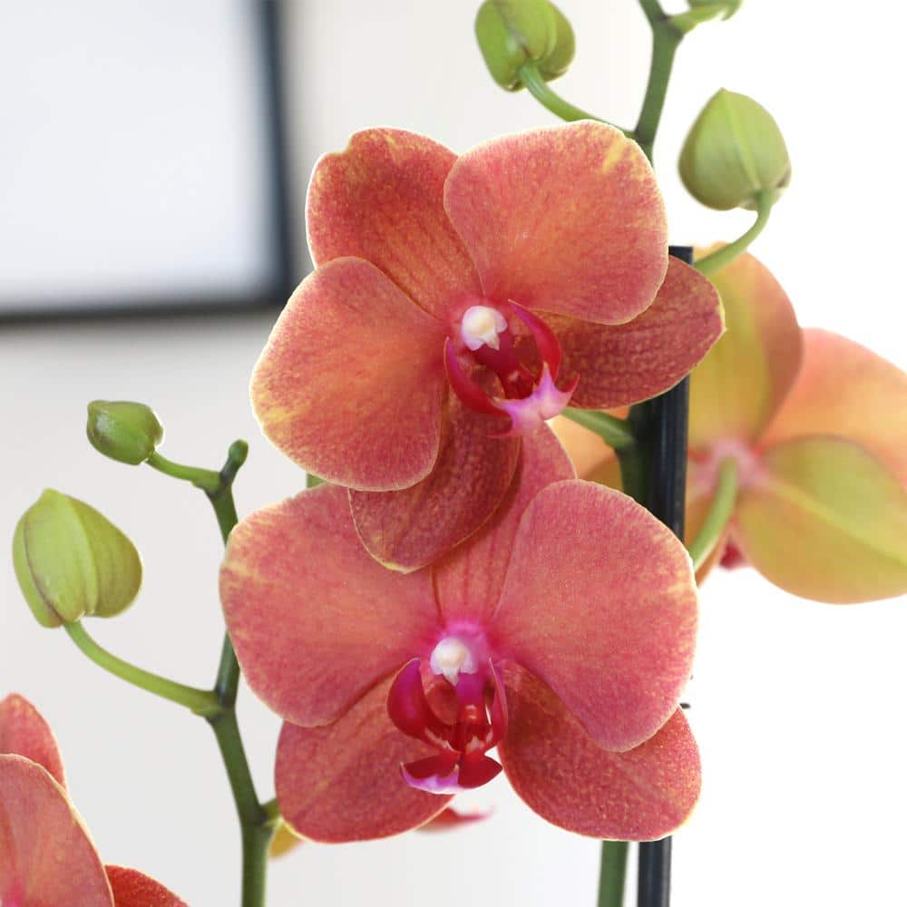 Salmon Orchid in White Ceramic Pot, 30-inch Indoor Plant