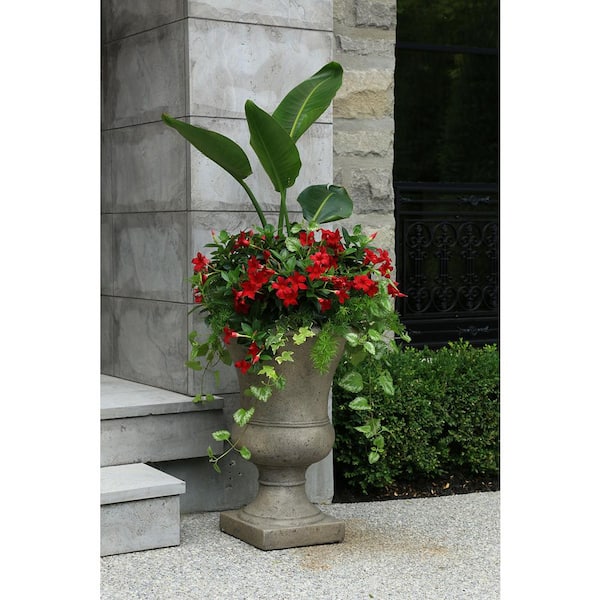 Bird of Paradise Plant Potted In Rondo Red Planter