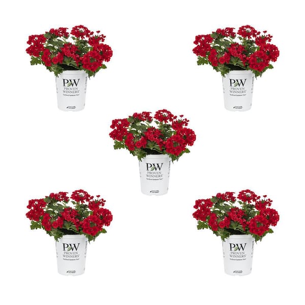 METROLINA GREENHOUSES 1.5 Pint. Proven Winners Verbena Superbena Raspberry Red Annual Plant (5-Pack)
