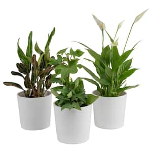 Exotic Angel Clean Air Indoor Houseplant Collection in 4 in. White Decor Pot, Avg. Shipping Height 10 in. Tall (3-Pack)
