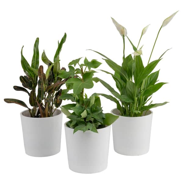 Costa Farms Exotic Angel Clean Air Indoor Houseplant Collection in 4 in. White Decor Pot, Avg. Shipping Height 10 in. Tall (3-Pack)