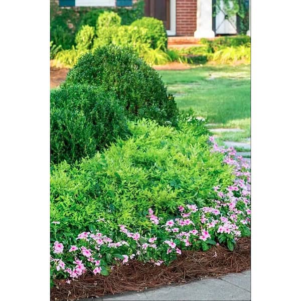 1 Gal. Lemon Lime Nandina Heavenly Bamboo Live Evergreen Shrub with Lime Green Foliage (1-Pack)