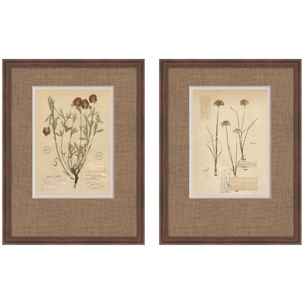 2 Piece Florence Vintage Botanical by Corinna Buchholz of Piddix Floral Framed Art Print Set 26 in. x 42 in.