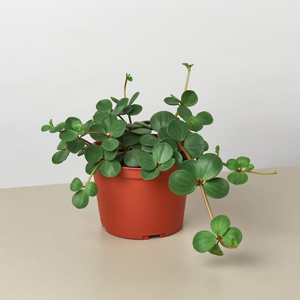Wekiva Foliage Peperomia Hope-Live Plant in a 4 Inch Growers Pot-Peperomia Tetraphylla-Rare and Elegant Indoor Houseplant