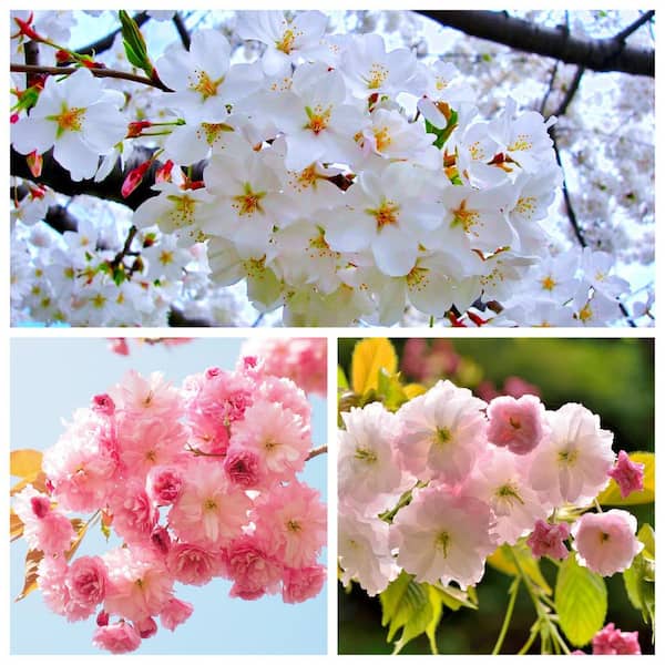 Online Orchards 3-in-1 Cherry Blossom Combo Tree with Three Different Blossoms Grafted and Growing on One Tree