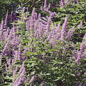 3 Gal. Purple Flowers Shoal Creek Vitex Live Plant