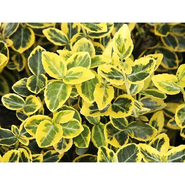 2.5 qt. Emerald and Gold Euonymus Low-Growing Live Evergreen Shrub