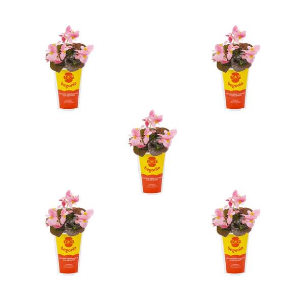METROLINA GREENHOUSES 1.5 PT Big Begonia Pink with Bronze Leaf Annual Plant (5-Pack)