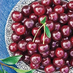 Carmine Jewel Dwarf Cherry (Prunus) Live Fruiting Dwarf Fruit Tree (1-Pack)