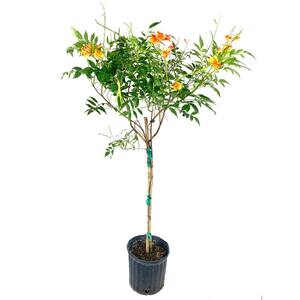 Orange Tecoma Tree - Live Plant in a 3 Gal. Pot - Tecomaria Capensis - Beautiful Flowering Tree for The Patio