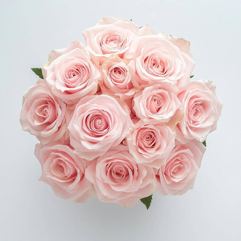 Globalrose 12 Stems Fresh Cut Pink Roses (1-Dozen) 1850500096435