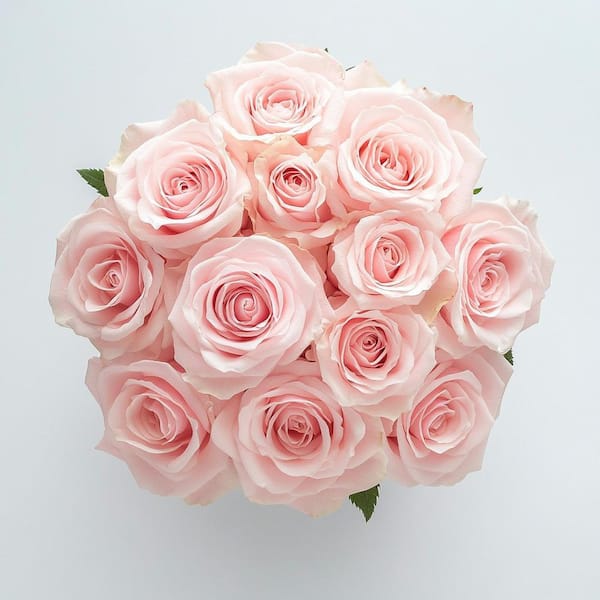 Globalrose 12 Stems Fresh Cut Pink Roses (1-Dozen)