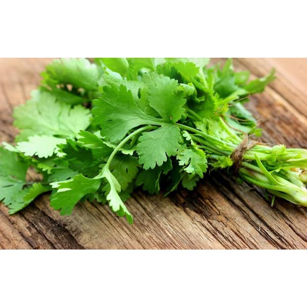 1.5 Qt. Herb Plant Cilantro in 6 In. Deco Pot (2-Plants)