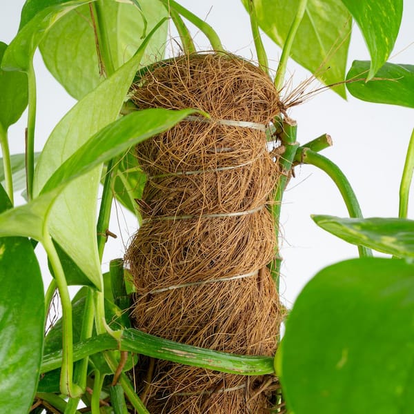 Costa Farms 10 in. Pothos Plant with Totem Pole in Grower's Pot, Avg.  Shipping Height 3-4 ft. Tall L-GTP-G-POT-01