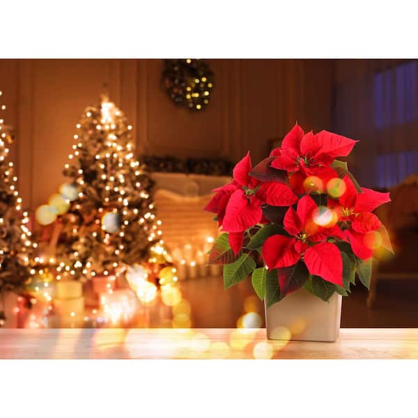 10 in. Red Poinsettia Live Holiday Plant for Christmas and Holiday Decor