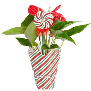 Anthurium Plant in 4 in. Candy Stripe Wrap