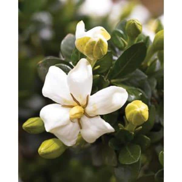 2 Gal. Echo Heaven Scent Gardenia, Live Evergreen Shrub, Boxwood