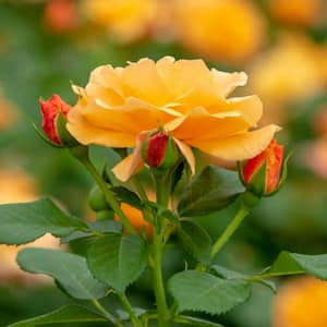 4 in. Pot, Orange Freedom Shrub Rose, Orange Color Flowers Live Potted Plant (1-Pack)