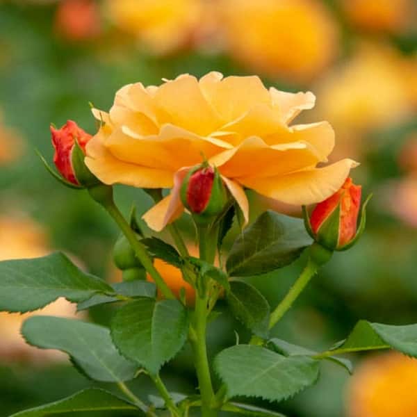 Spring Hill Nurseries Orange Freedom Shrub Rose Dormant Bare Root Starter Plant (1-Pack)