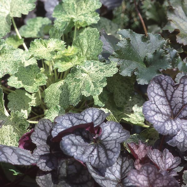 1 Gal. Coral Bells Plant