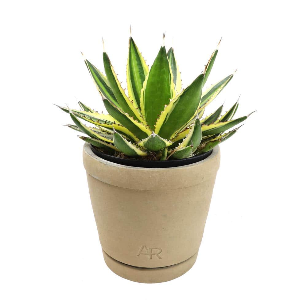 Quadricolor Agave Succulent in Beige Concrete Pot