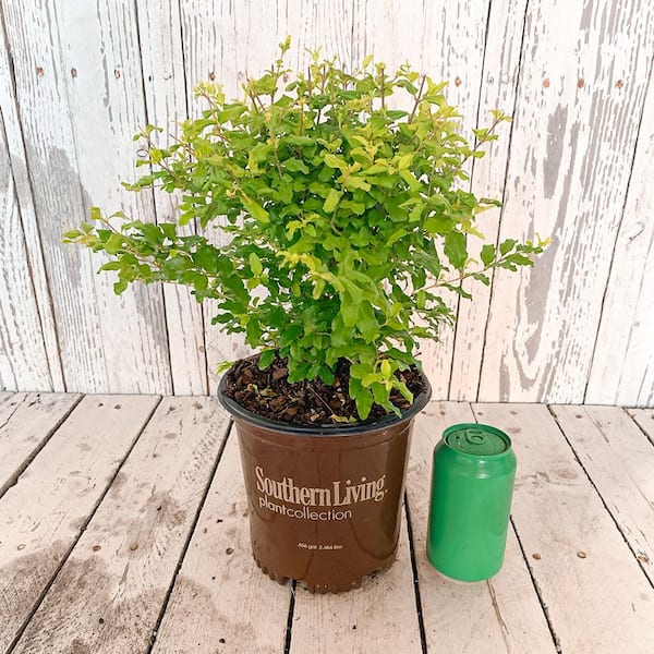 SOUTHERN LIVING 7 Gal. Sunshine Ligustrum, Evergreen Shrub, Bright Golden-Yellow Foliage