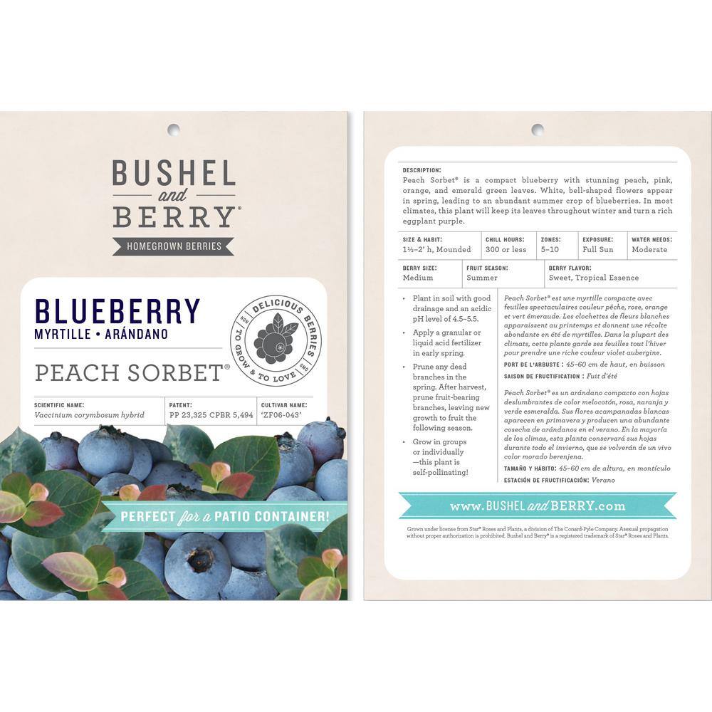 Peach Sorbet Blueberry Plant in 2-Gallon Container
