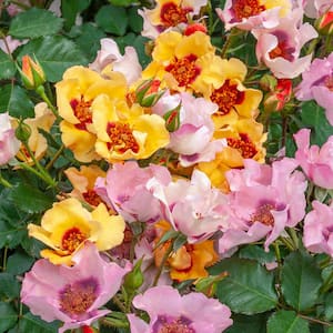 In Your Eyes Shrub Rose, Dormant Bare Root Plant, Multicolor Pastel Color Flowers (1-Pack)