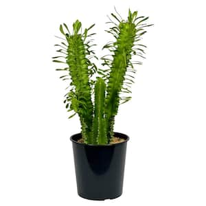 1.5 Gal. Cactus Euphorbia (Eritrea) in 8.25 in. Grower's Pot