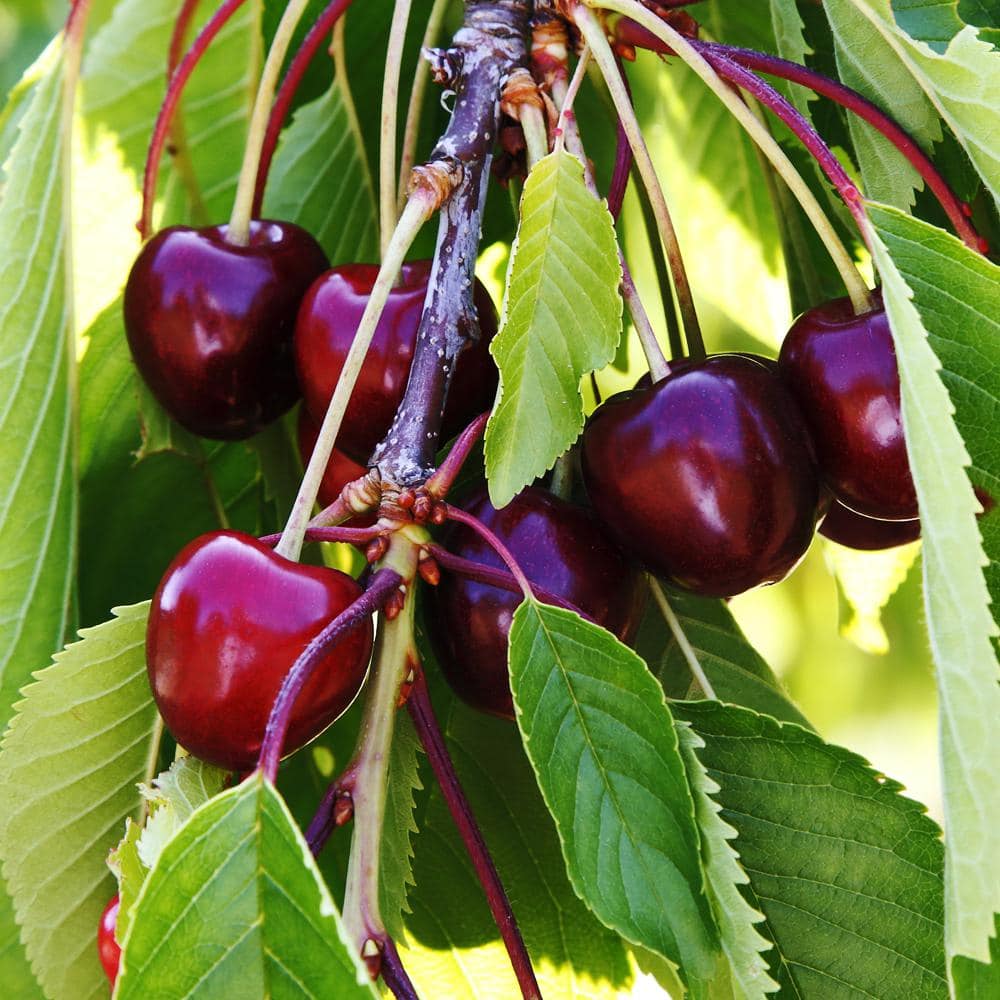 Black Tartarian Cherry Tree