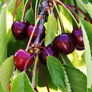 5 Gal. Black Tartarian Fruiting Cherry Tree