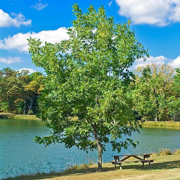 Gurney's Shellbark Hickory Dormant Bare Root Nut Bearing Starter Tree (1-Pack)