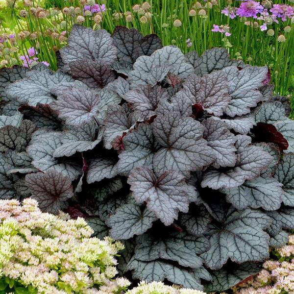 SOUTHERN LIVING 2.5 Qt. Twilight Heucherella - Perennial Plant with Charcoal-Gray Foliage and Small White Flowers