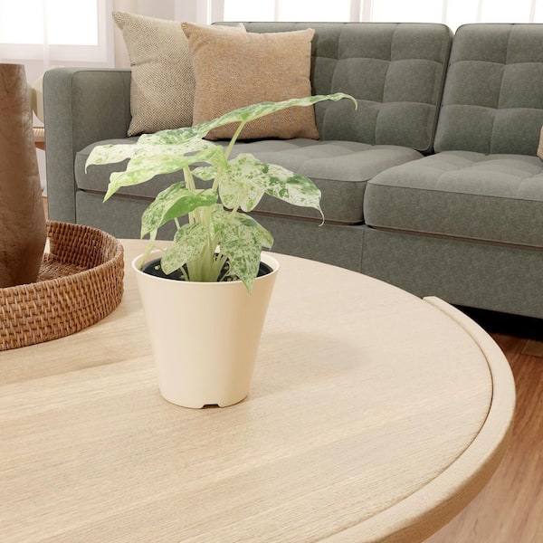 メロン　アクタスボード Arcadia Garden Products 4 in. Alocasia Odora Batik Plant in Beige