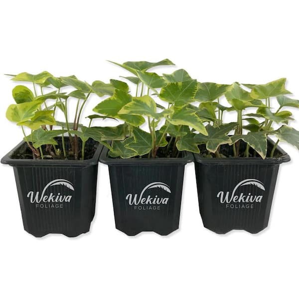 Wekiva Foliage Golden English Ivy-3 Live Plants in 3 in. Pots-Hedera Helix-Beautiful Easy Care Air Purifying Houseplant Vine
